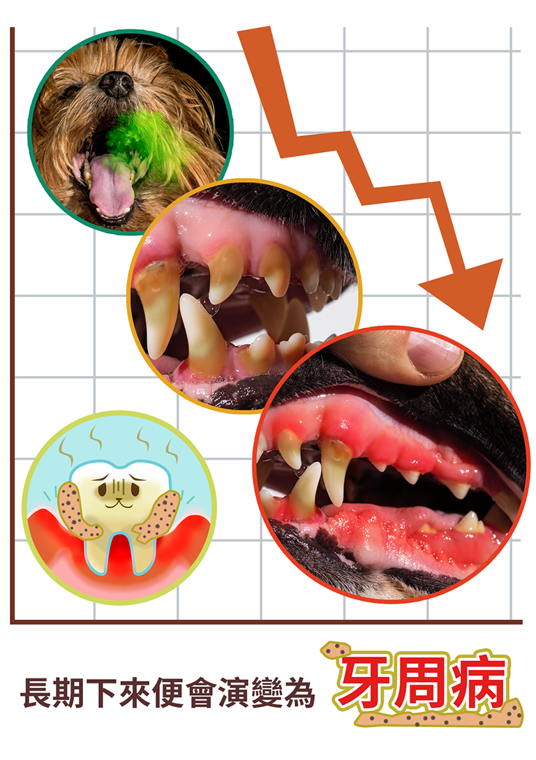 貓狗牙口益生菌口腔護理降低口臭粉狀噴劑03_牙周病的危機