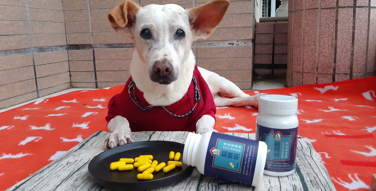 腦睛明&褐藻酵母王&關心立使用心得推薦|高齡犬照顧