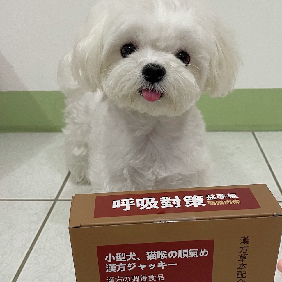 米粒小型犬,冬季鵝叫聲與漢方養氣調理