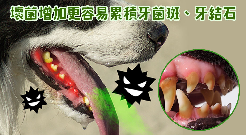 狗狗的口腔益生菌很重要