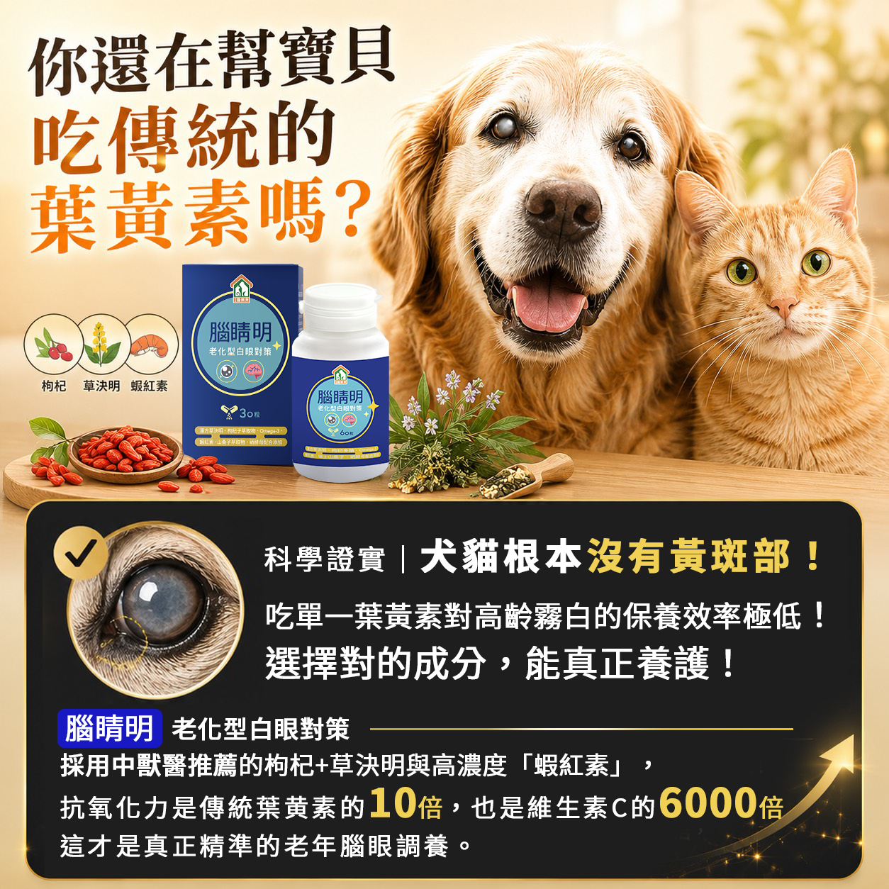 腦睛明