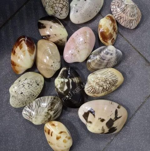 Philippines Clams 菲律宾花甲.jpeg