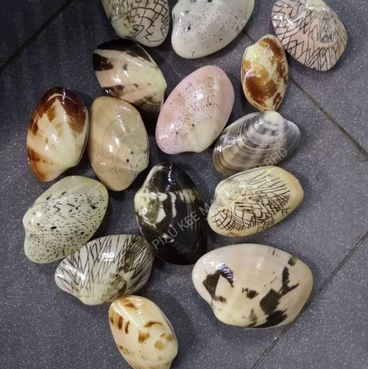 Philippines Clams 菲律宾花甲.jpeg