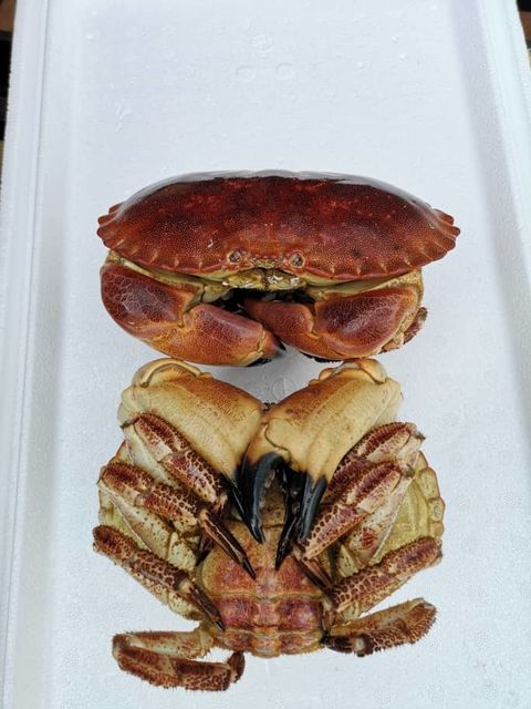 French Crab 2.jpeg