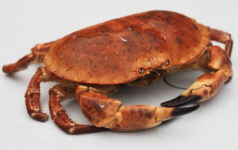 LIVE FRENCH CRAB.jpg