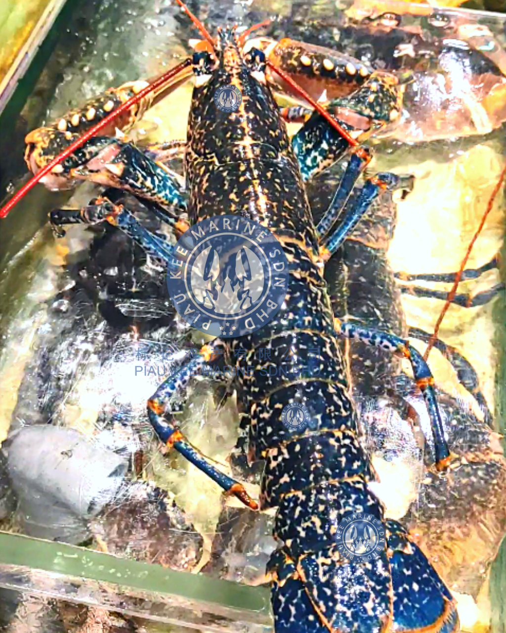 Blue lobster