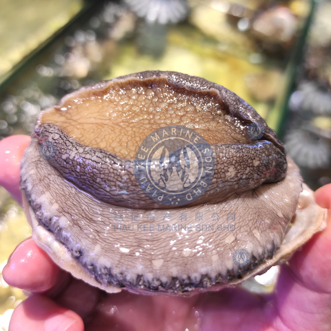 catalog- south africa abalone 2