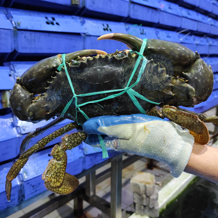 Crab (3)