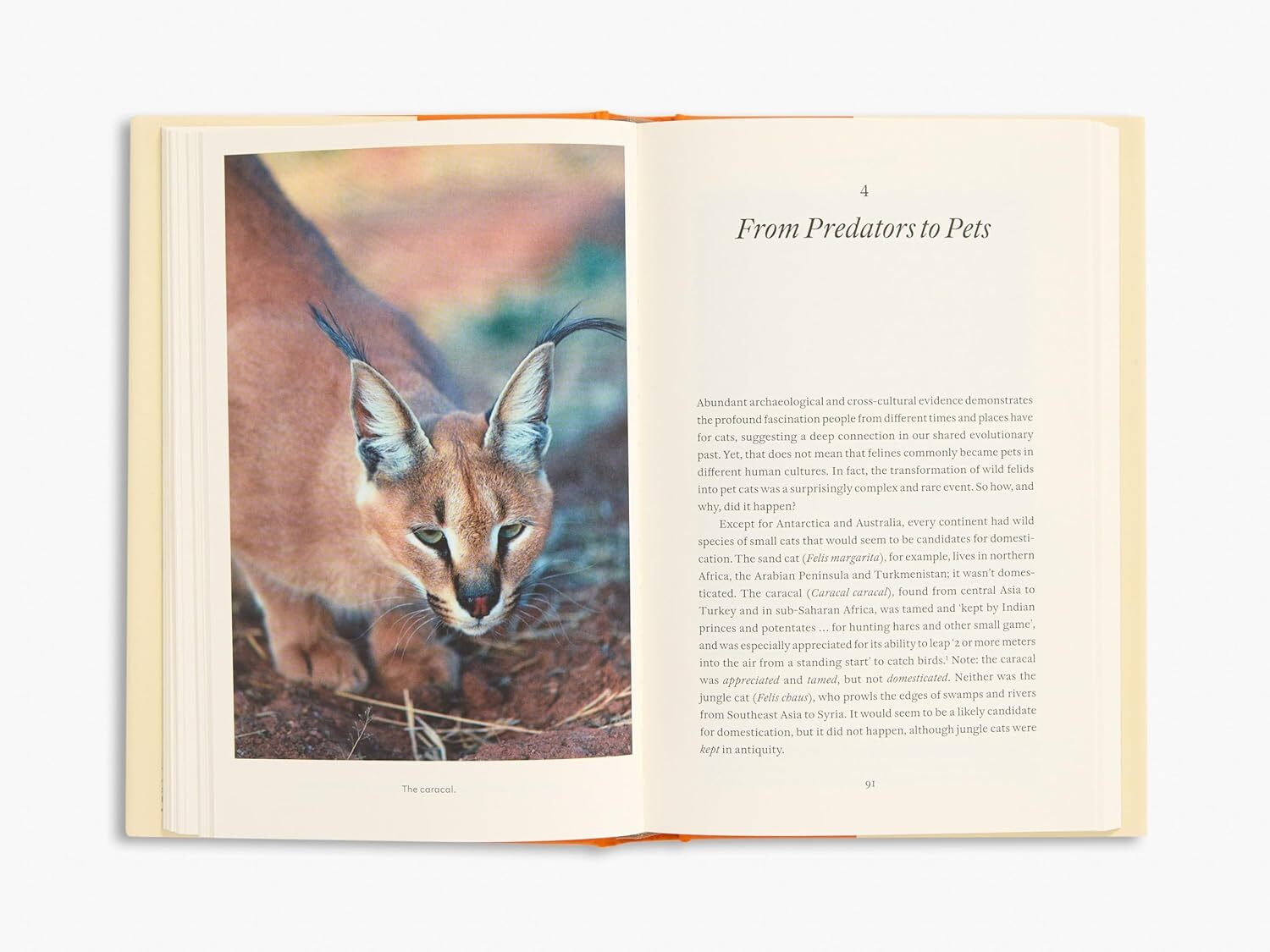 81QE2US9bYL._SL1500_