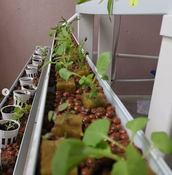 Apa Beza Hydroponics Dengan Aquaponics