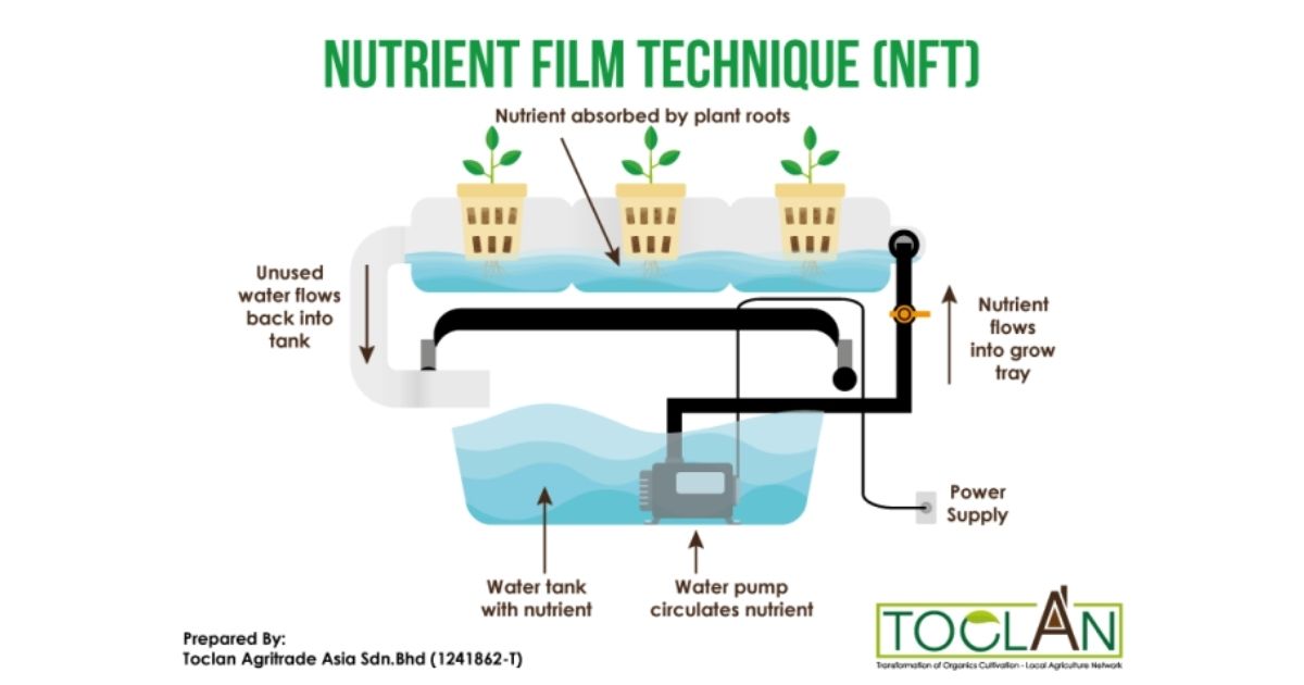 What Is NFT Hydroponic Systems?