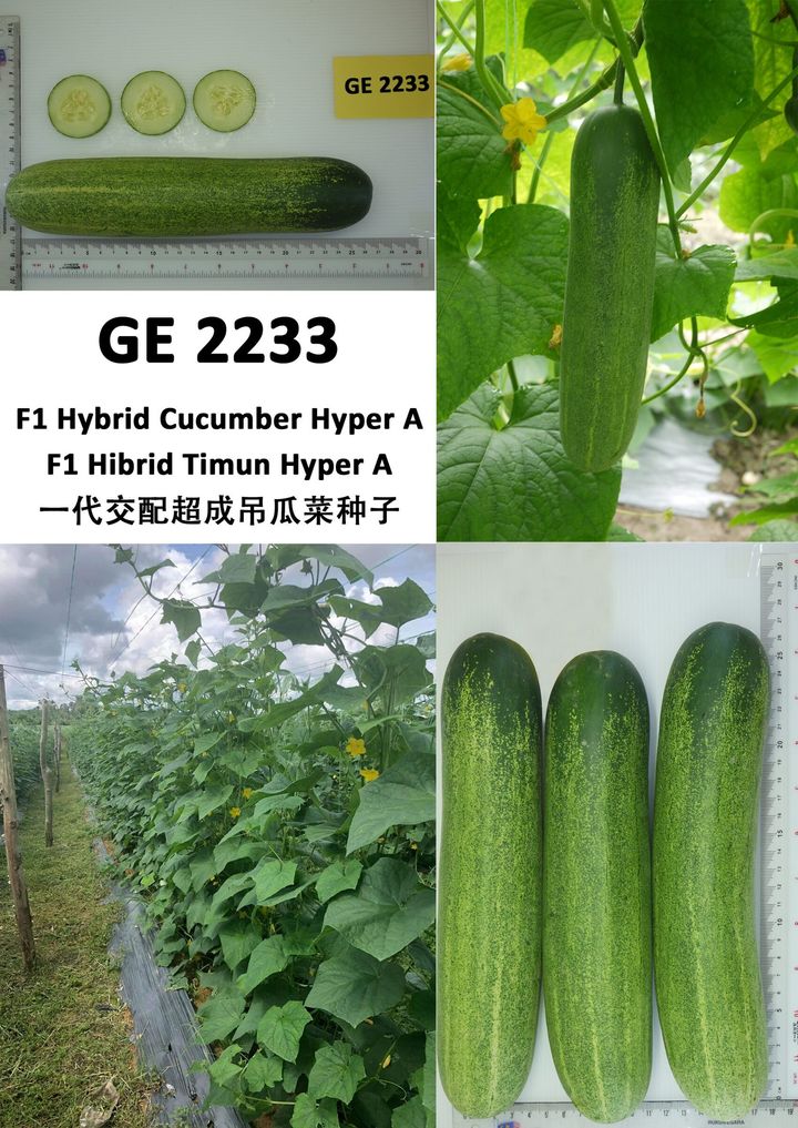 GE-2233-F1-Cucumber-Hyper-A-v1-scaled