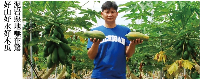 木瓜鮮果販售－台南大內環湖木瓜3
