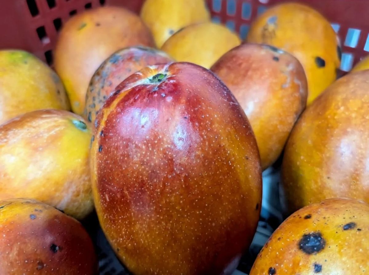 🥭✨ 今年的第一口香甜,久等了! ✨🥭