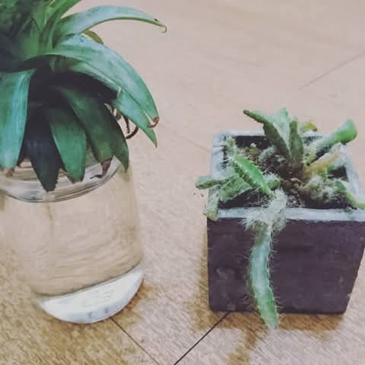 鳳梨果醬｜格外農品 認識鳳梨小知識