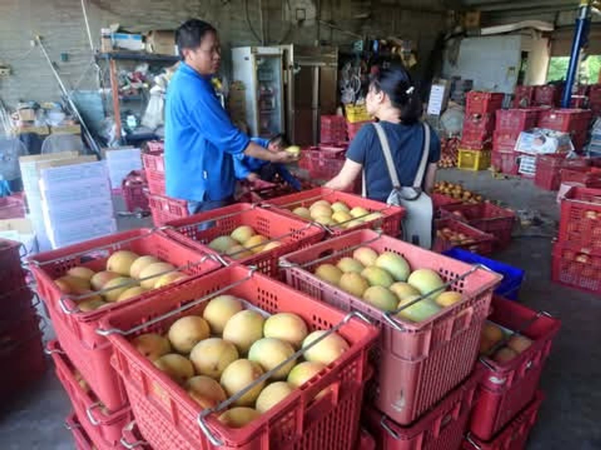 台南玉井芒果｜格外農品芒果果茶醬