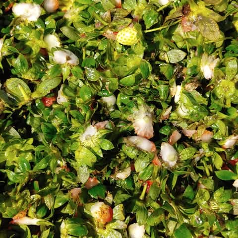 又到了格外農品大量囤貨草莓的季節了啊2