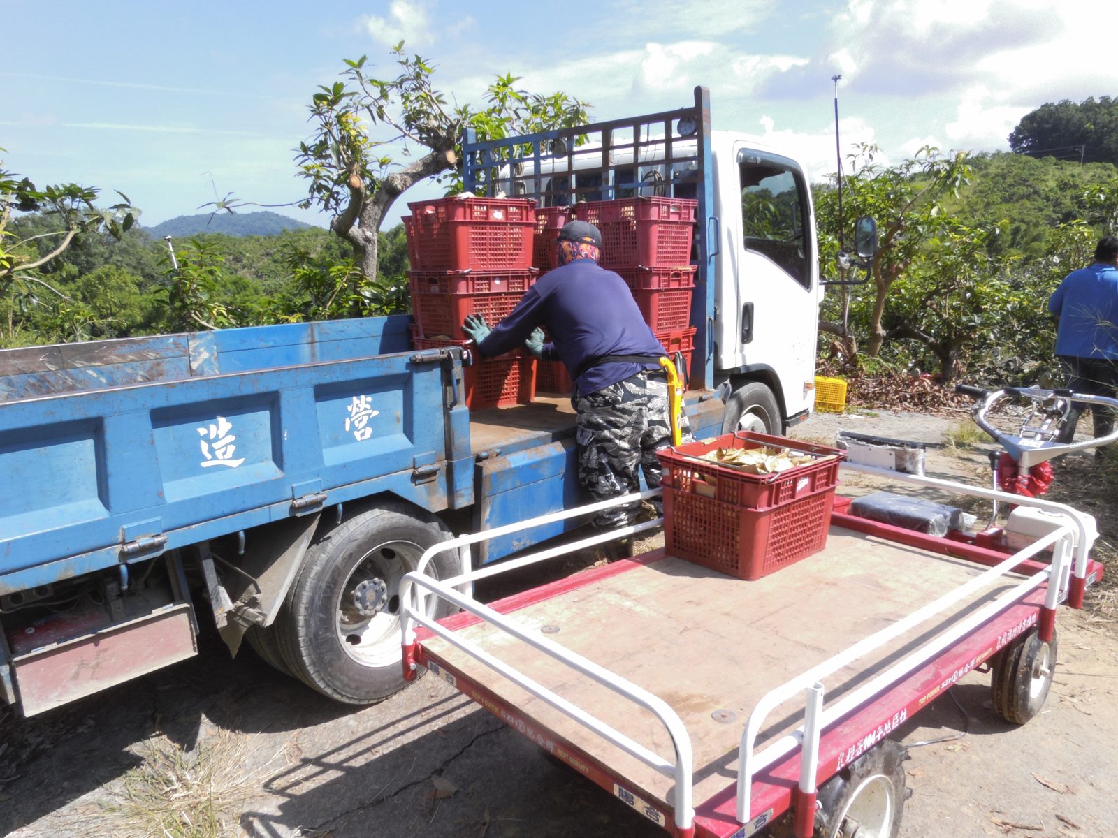 玉井芒果採收後在產地裝車出貨