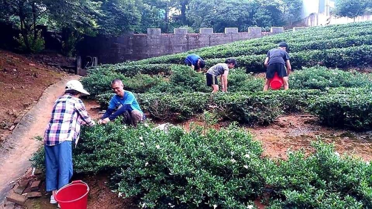 台灣烏龍茶品種有哪些？紅烏龍是烏龍嗎？