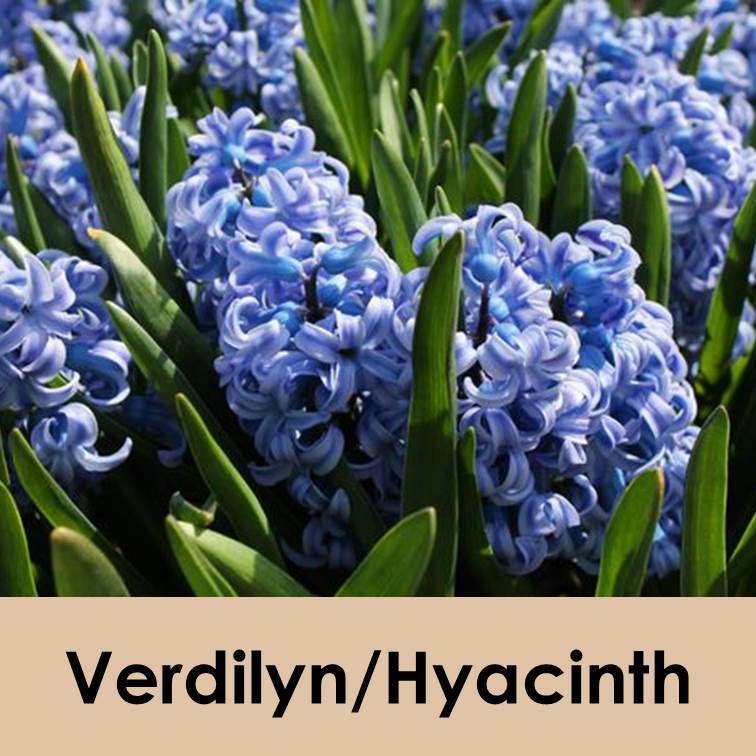 Verdilyn/Hyacinth 風信子– 宙凡絲ZOVANX