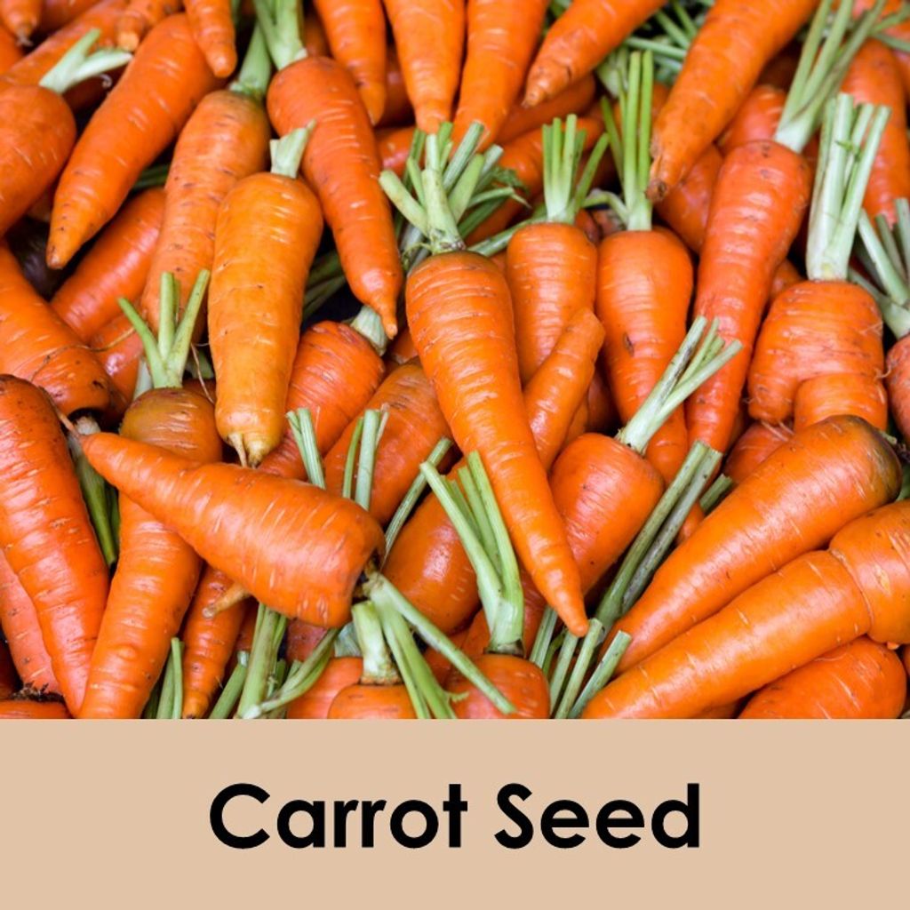 Carrot Seed