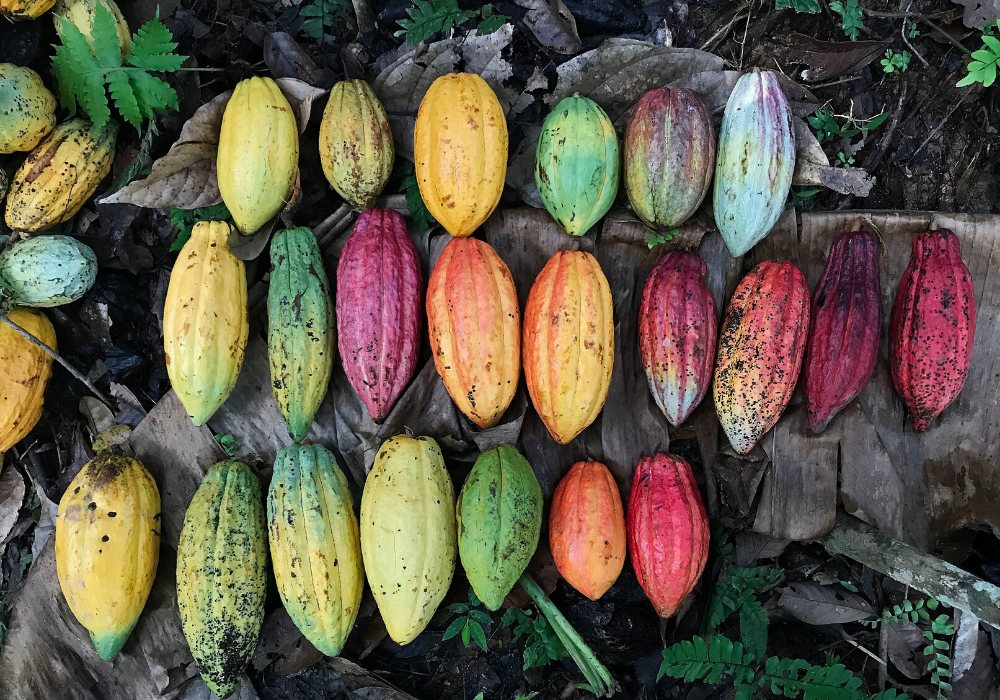 semai cacao pods.png