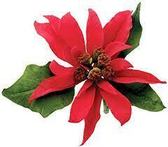 poinsettia.jfif