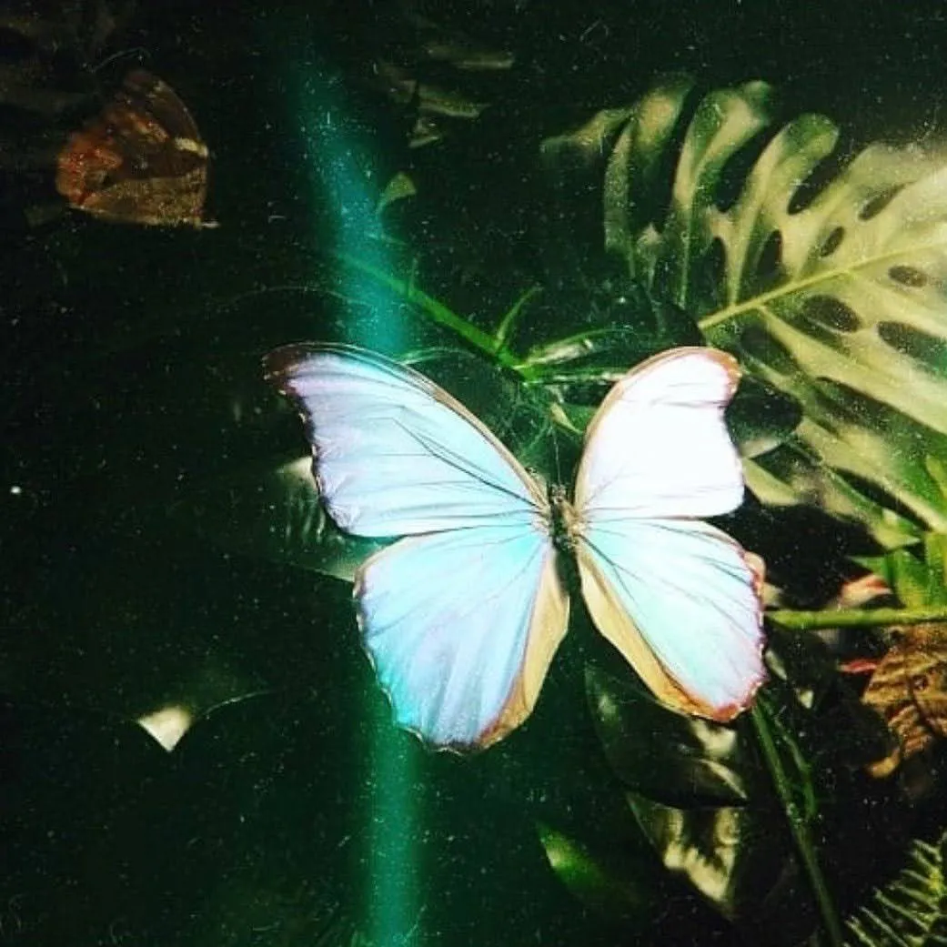 關於 Fululu Kilala