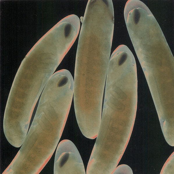 (Used) THE LOCUST Flight Of The Wounded Locust CD