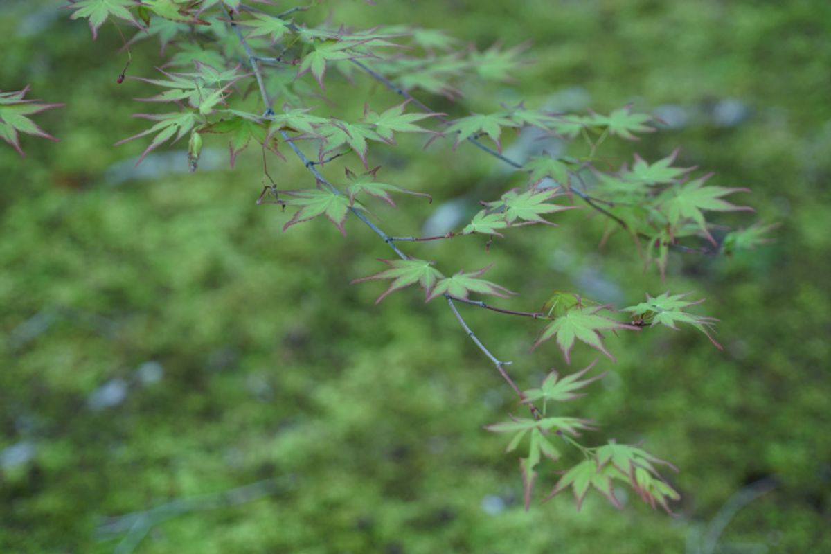 奈良線香巡禮