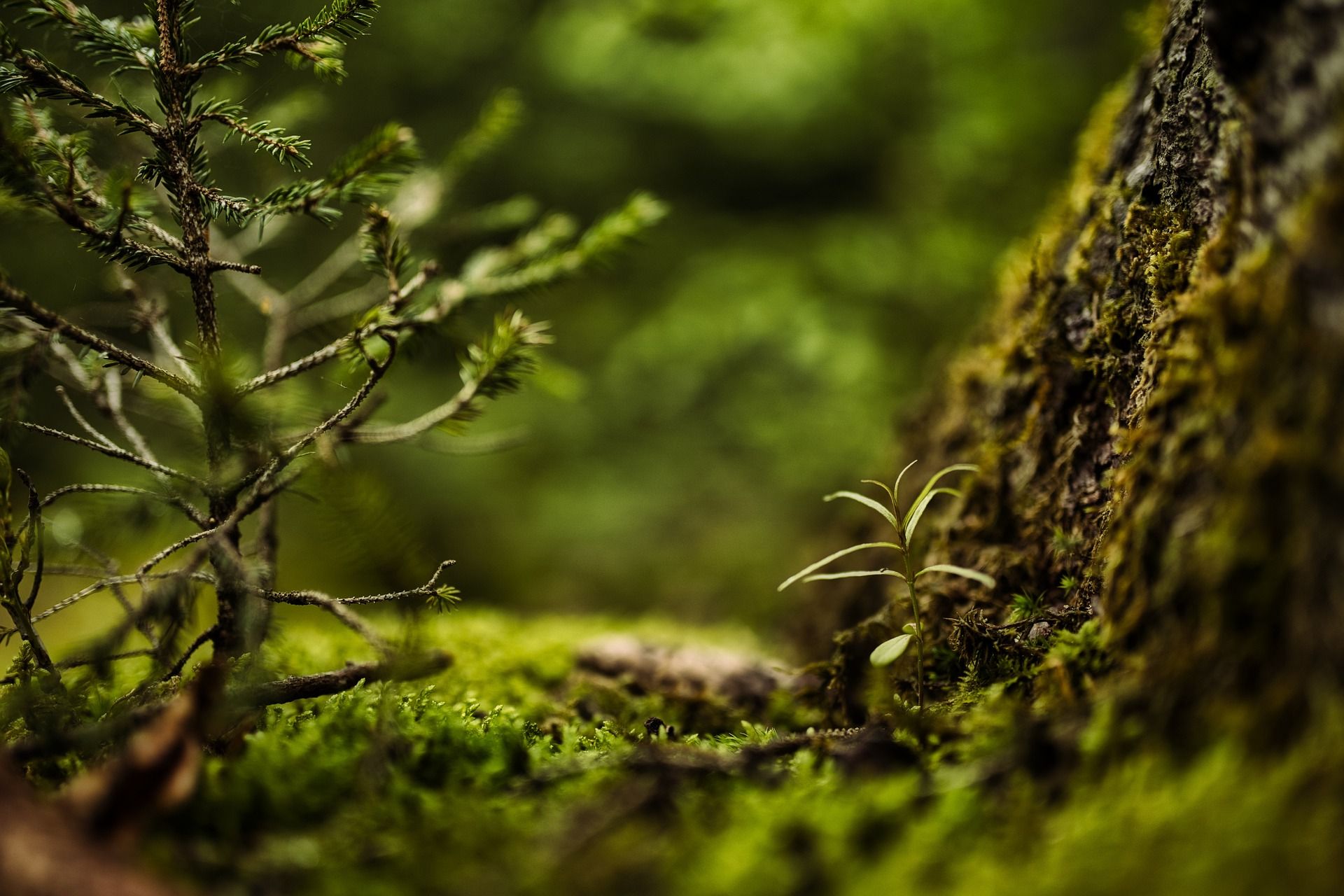 香對論 Theory Of Scent | 