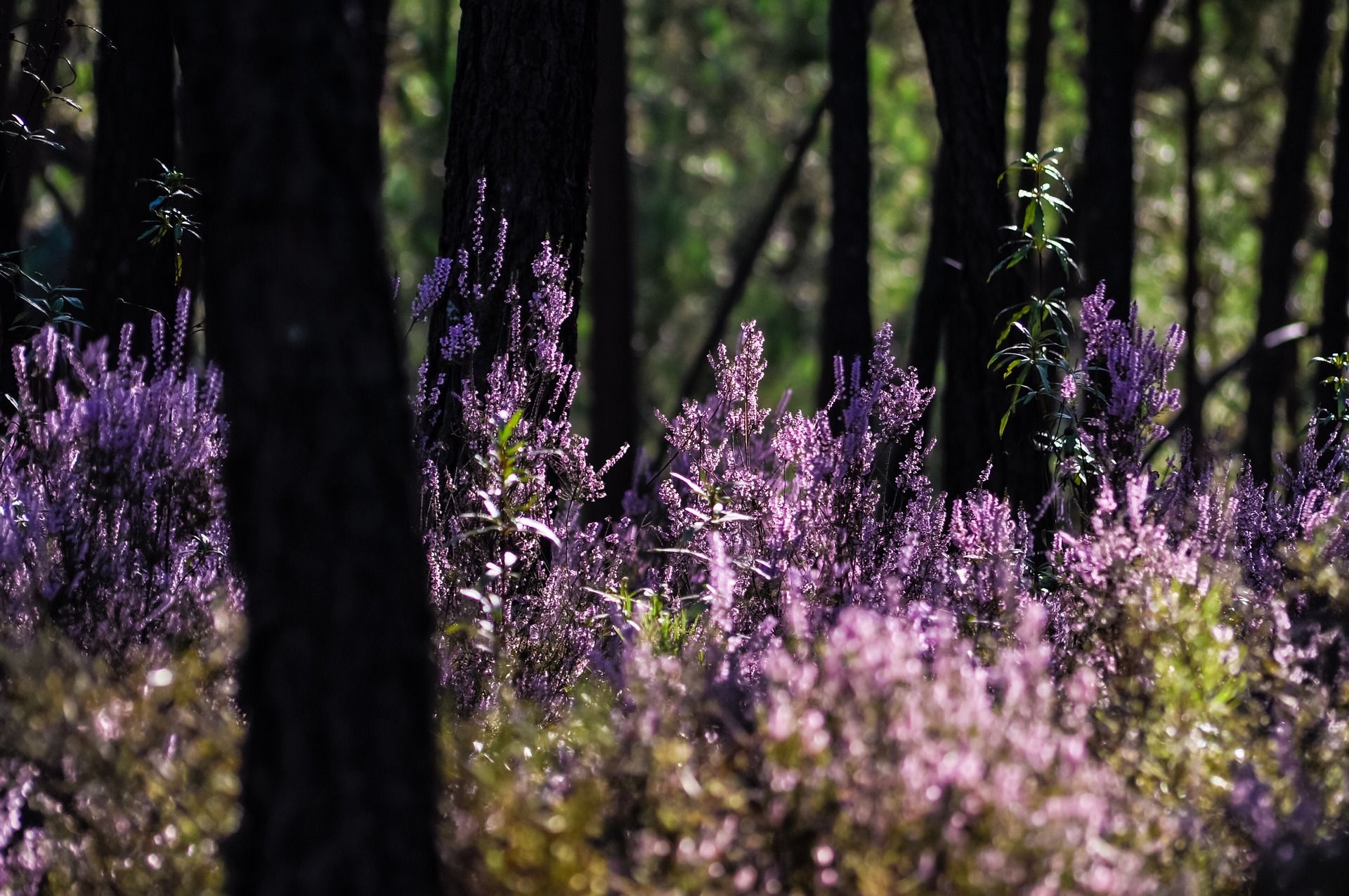 香對論 Theory Of Scent | 