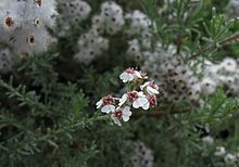 220px-Eriocephalus_africanus_IMG_5722s.jpg