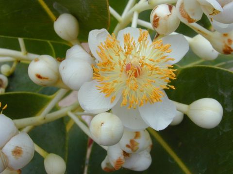 Starr_010309-0546_Calophyllum_inophyllum.jpg