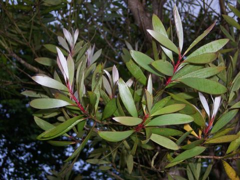 Melaleuca_quinquenervia_(leaves).jpg