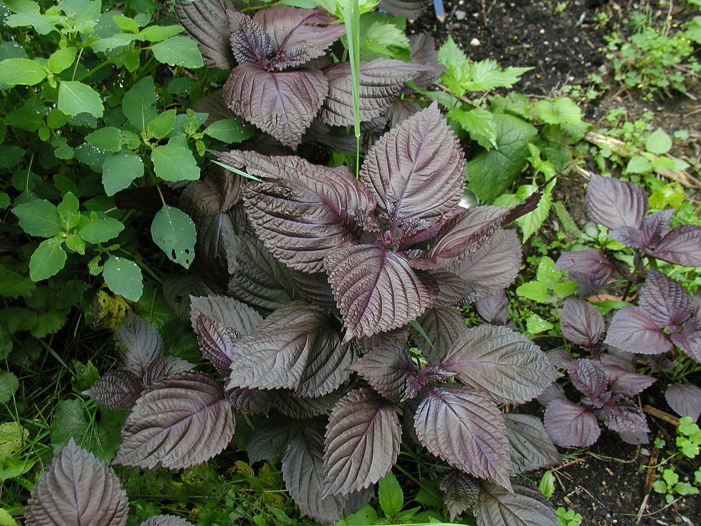 Purple_Perilla_foliage