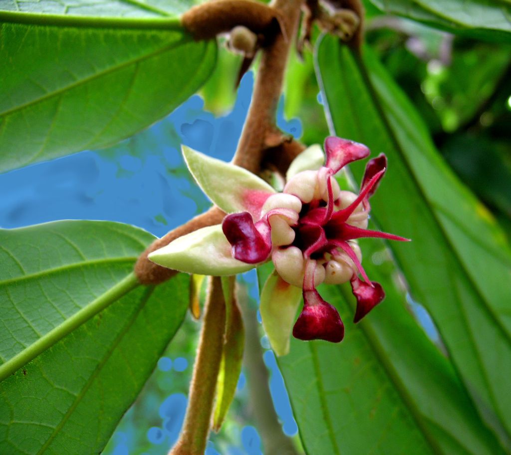 Theobroma_grandiflorum-flower-2