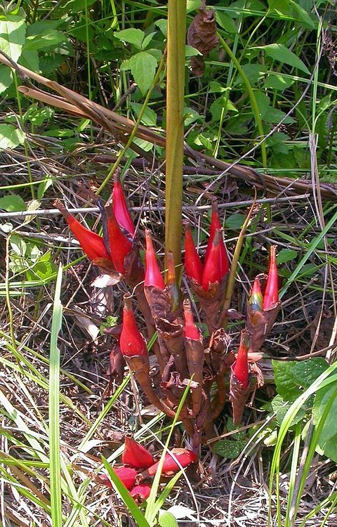 Aframomum_angustifolium_fruit