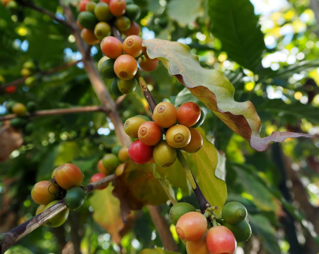Coffea_arabica_L._Magnoliopsida._Rubiaceae._Arabia_Africa_trop._P3250231_(32931873737)