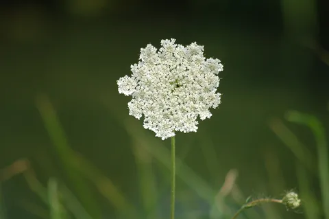 daucus-carota-3492280_1280