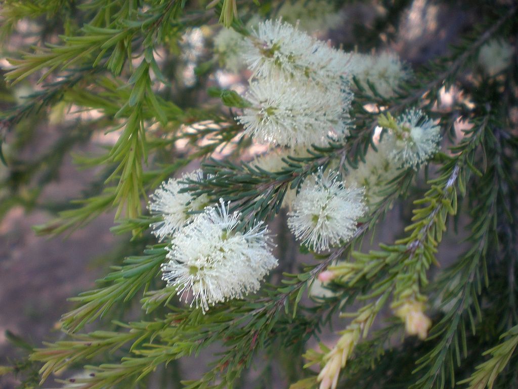 1600px-Melaleuca_ericifolia_2c