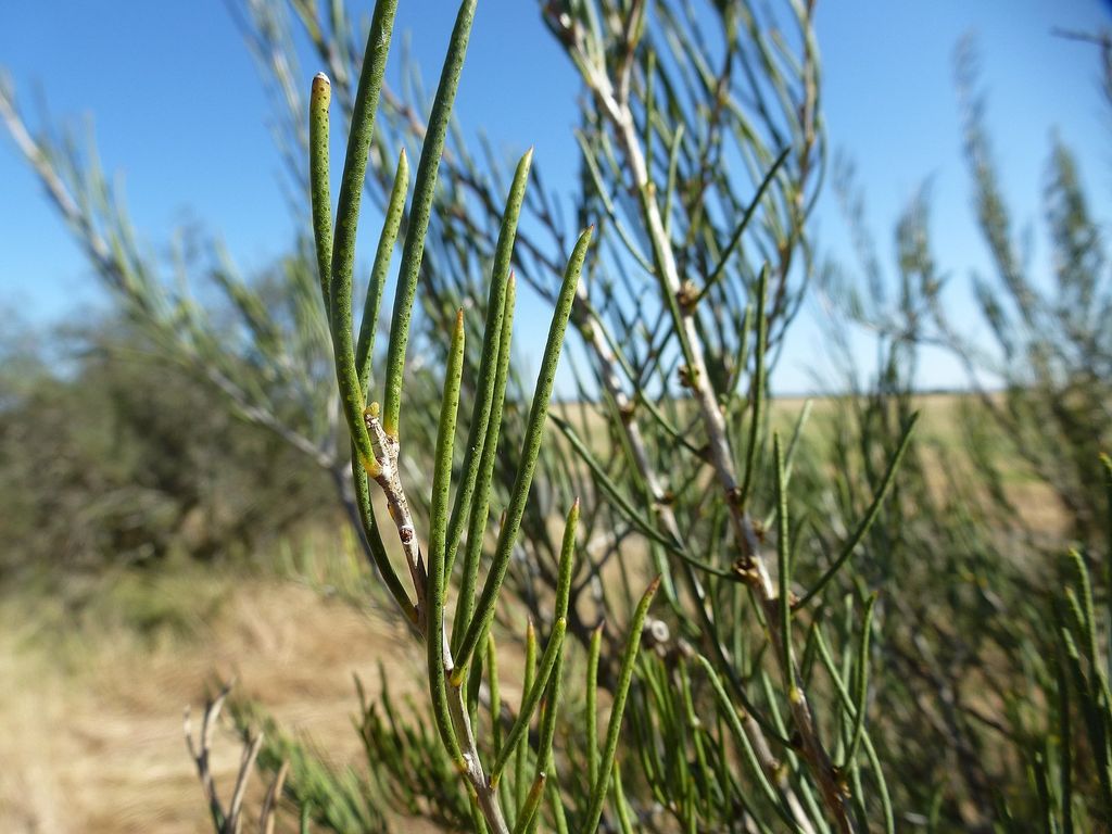 1600px-Melaleuca_teretifolia_(leaves)