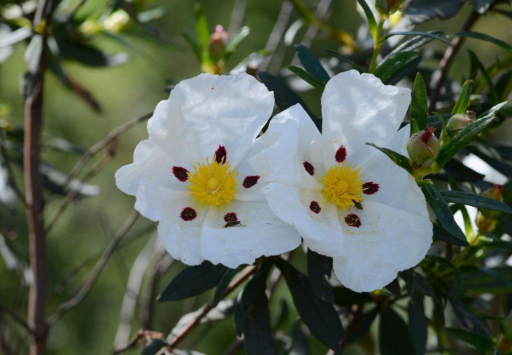 1599px-Cistus_May_2014-2a