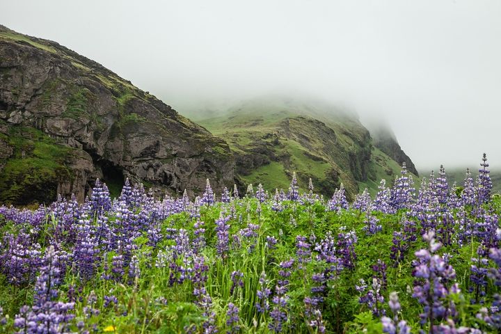 lavenders-6012075_1280-2