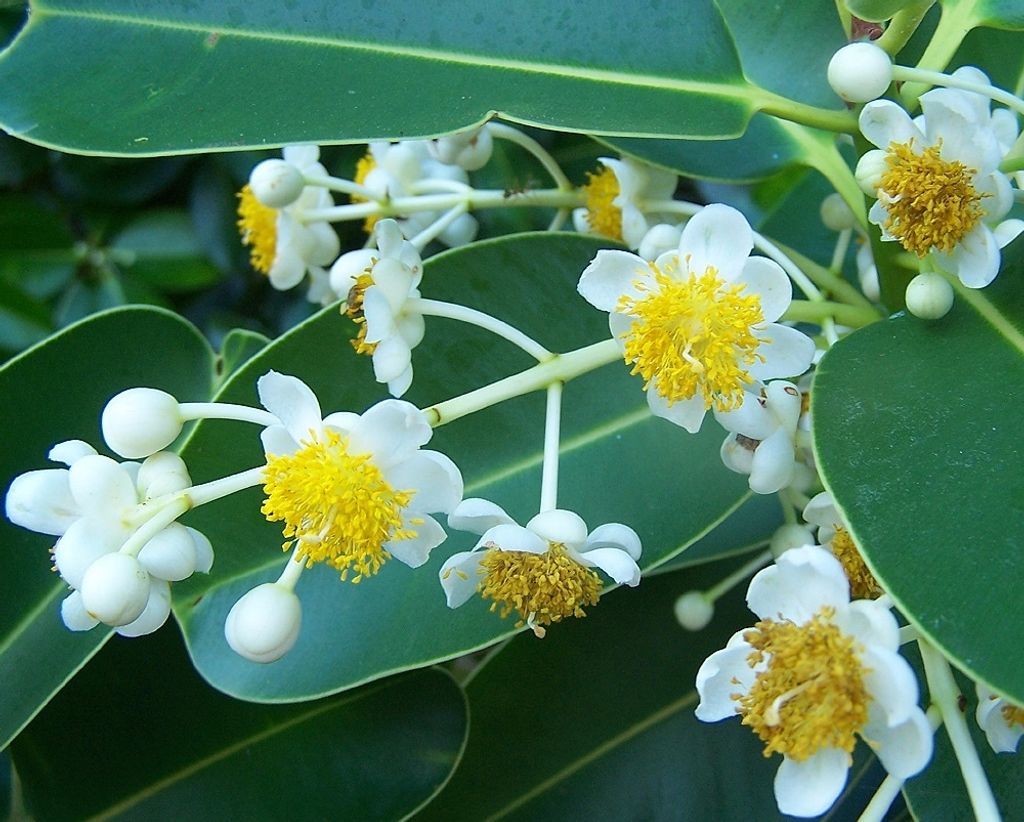 Calophyllum_inophyllum_flowers