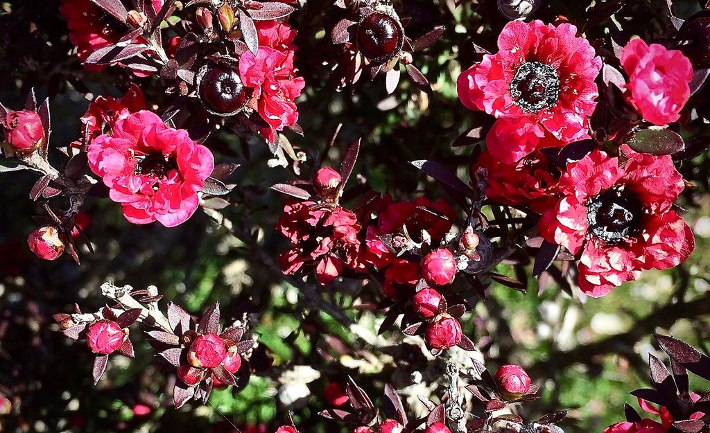 1600px-Tea_tree,_Leptospermum_scoparium