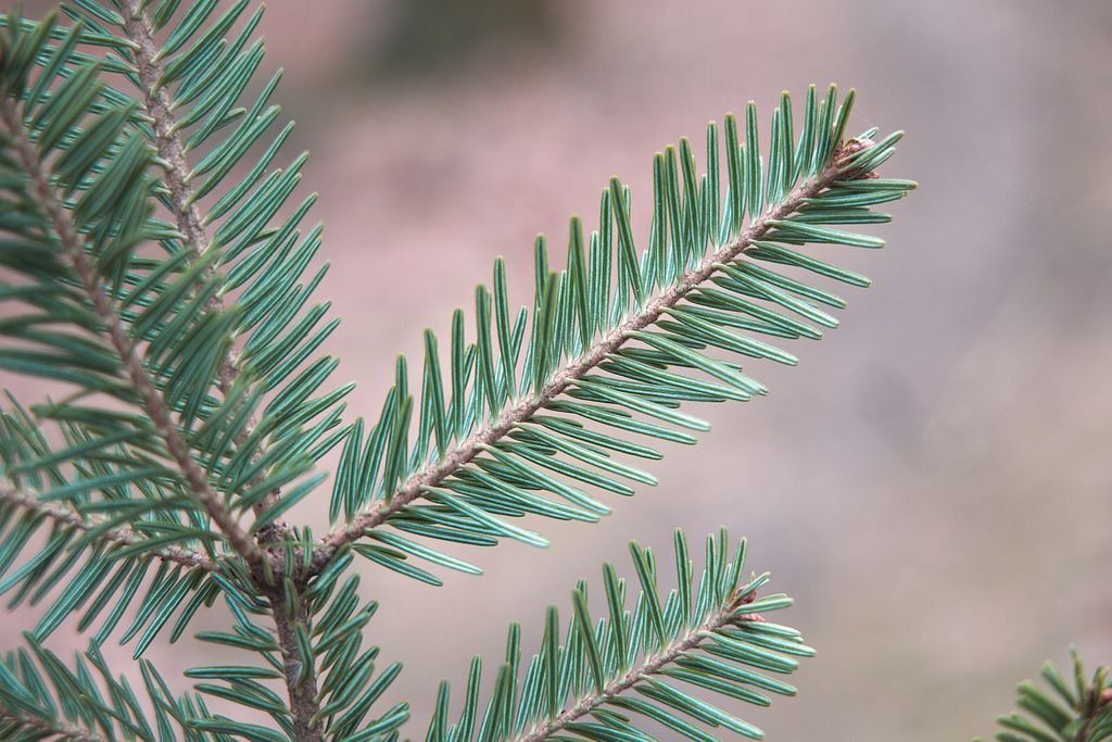 Abies_alba_leaf_underside