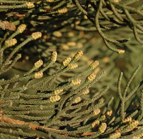 Cupressus-sempervirens-conos