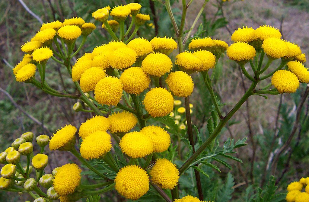 Tansy