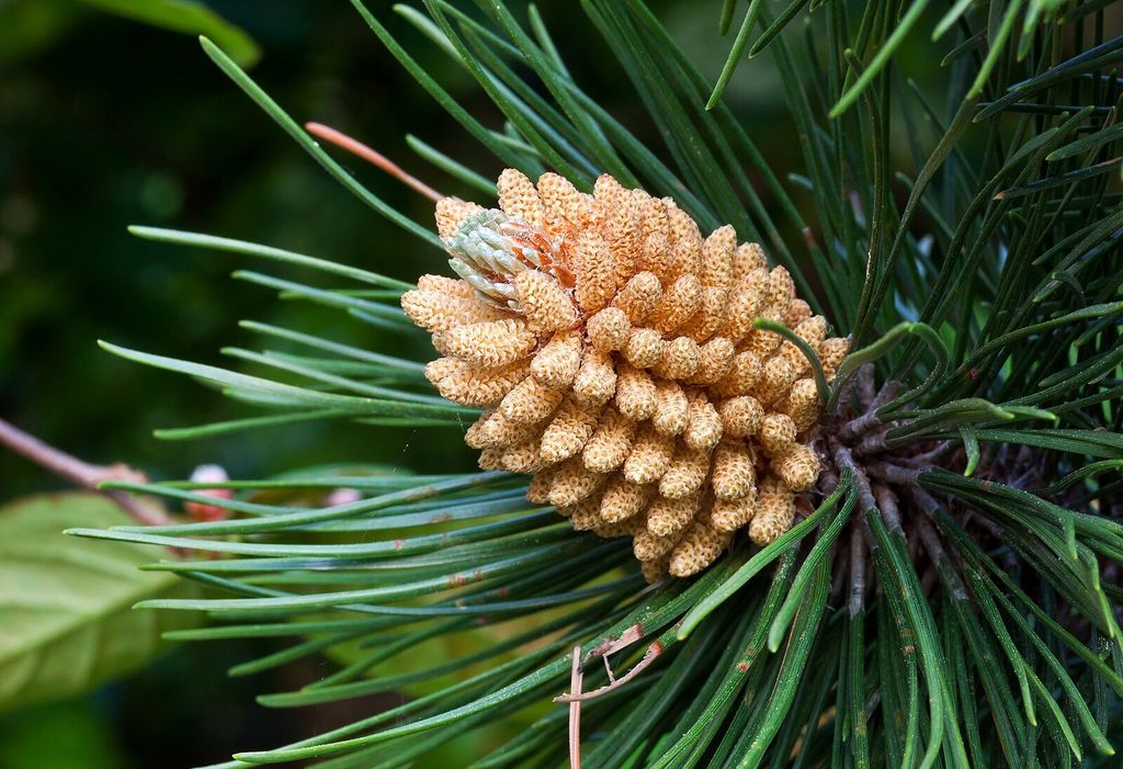 Pinus_nigra_Pollen_cone(gwz)